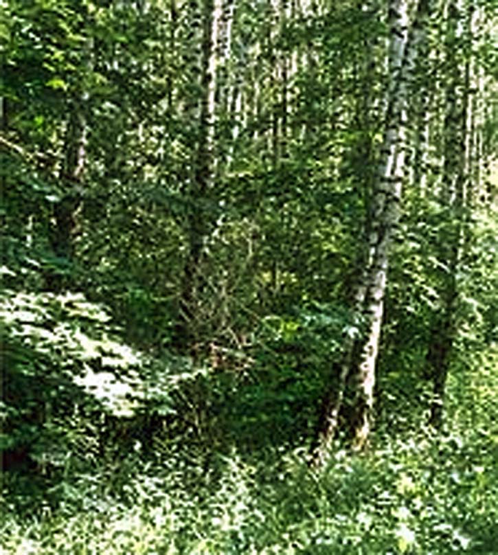 березовый лес