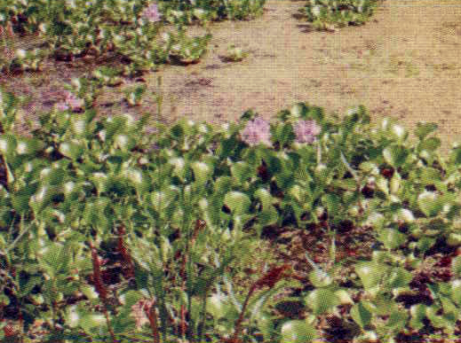 плантация водные гиацинты